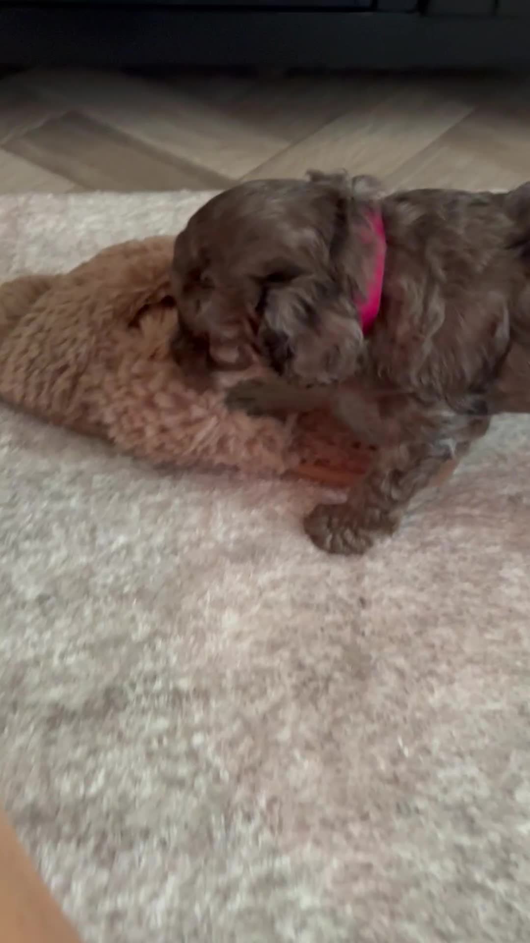 Cockapoo dogs for sale: Premium F2B BLUE EYES Cockapoos/chocolate merle - Video 1