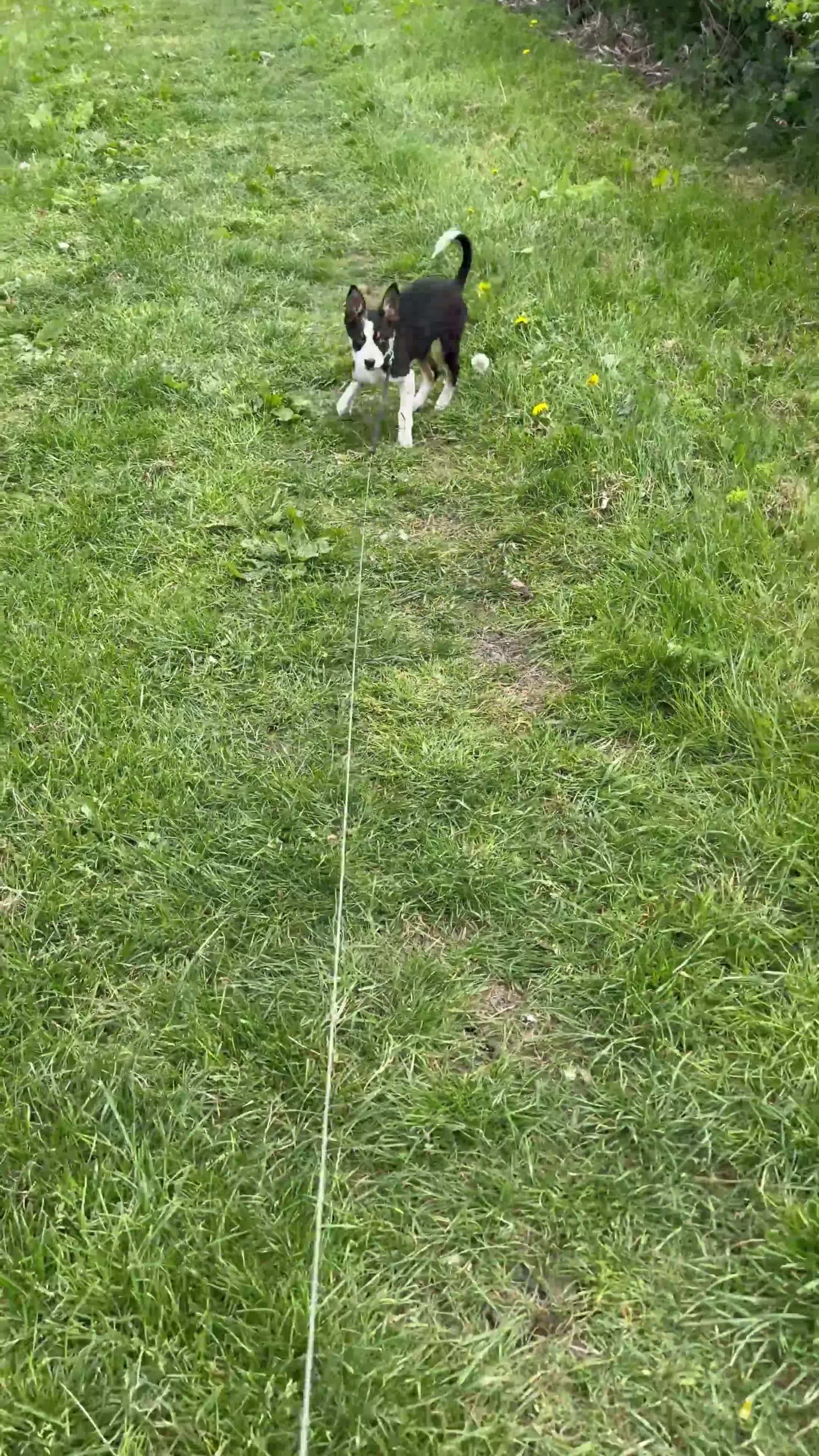 Border Collie dogs for sale: Skye. Blue eyed Border Collie.  - Video 4