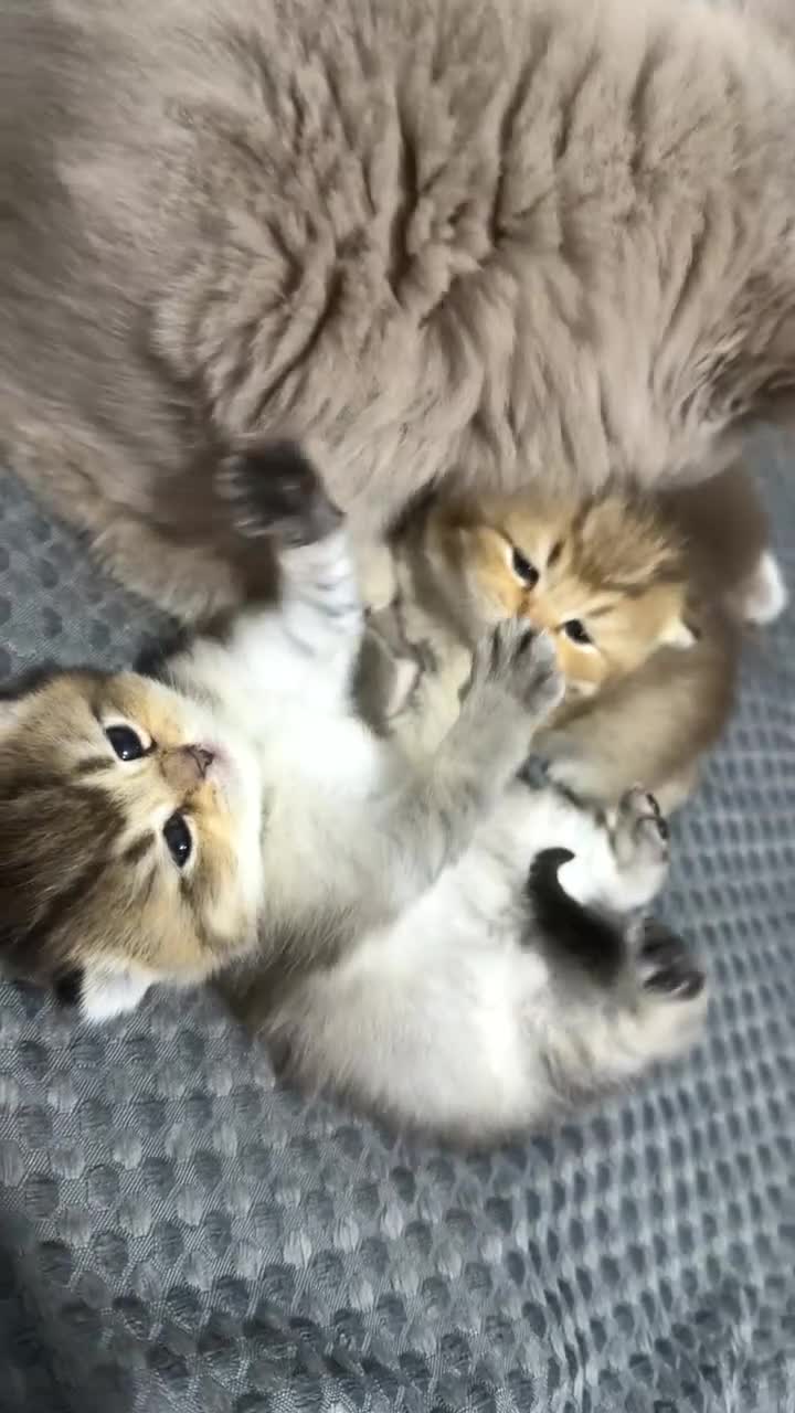 British Shorthair cats for sale: Rare black golden shaded - Video 1