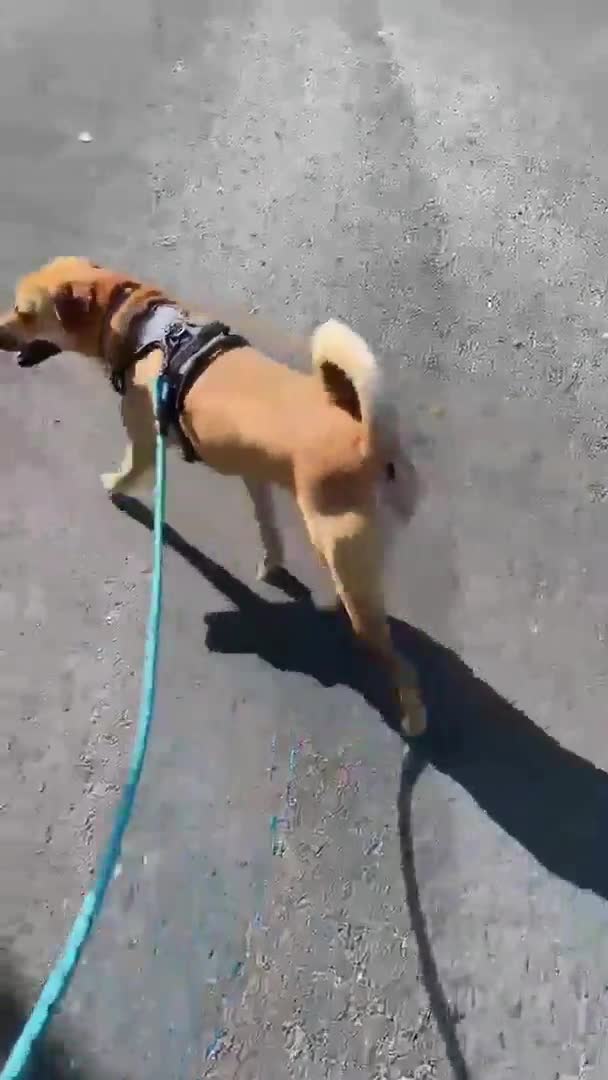 Mixed Breed dogs for adoption: Gorgeous Jack in Basildon - Video 1