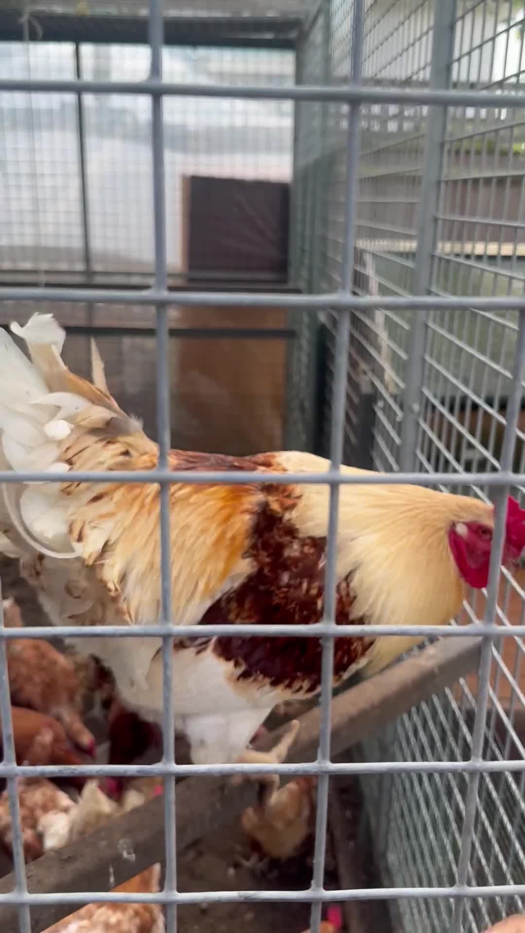 Chickens poultry for sale: Rooster needs rehoming - Video 1