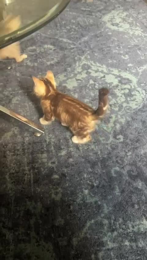 Bengal cats for sale: Bengal  - Video 3