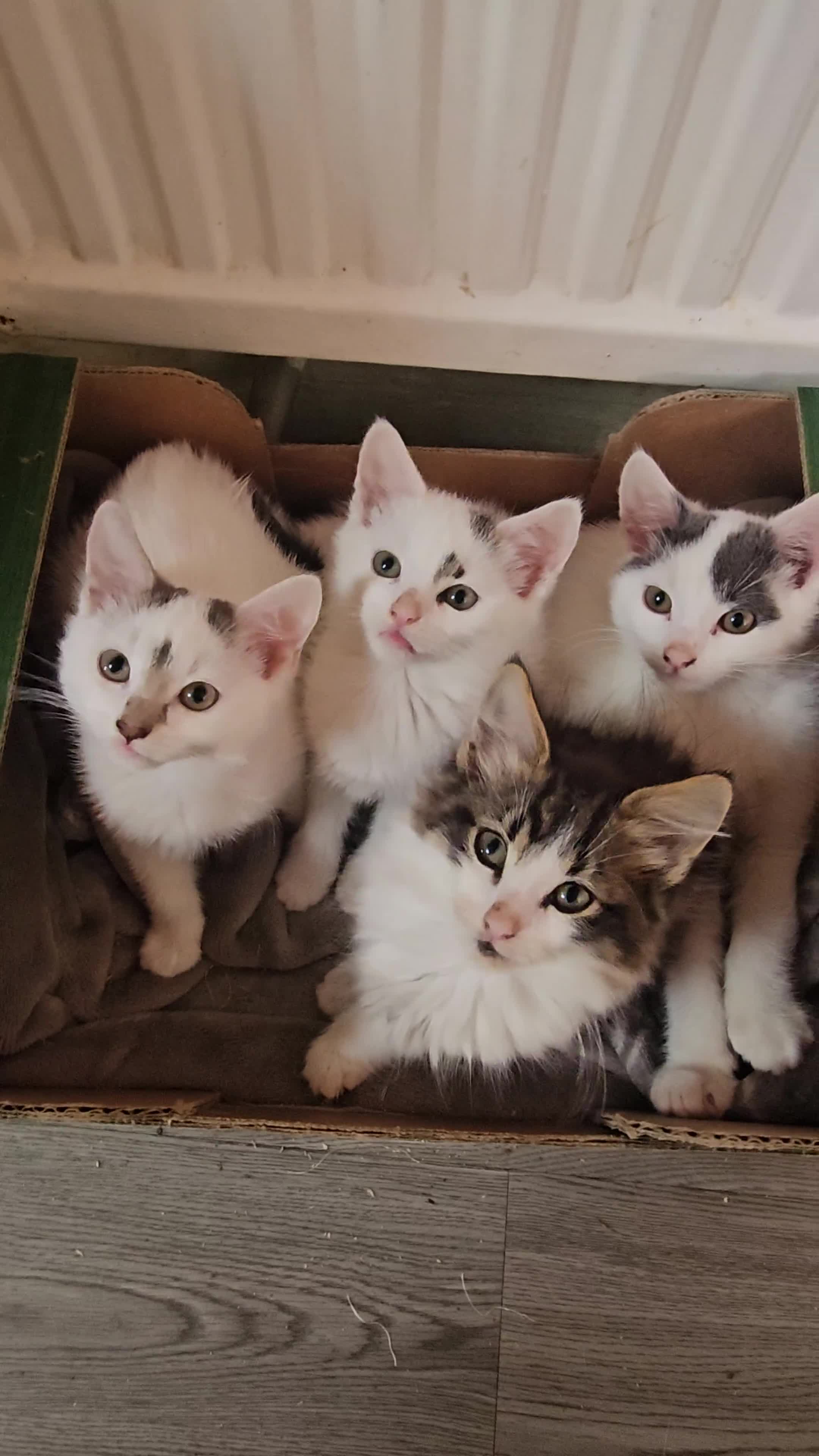 Mixed Breed cats for sale: Fluffy kittens looking for a family  - Video 1