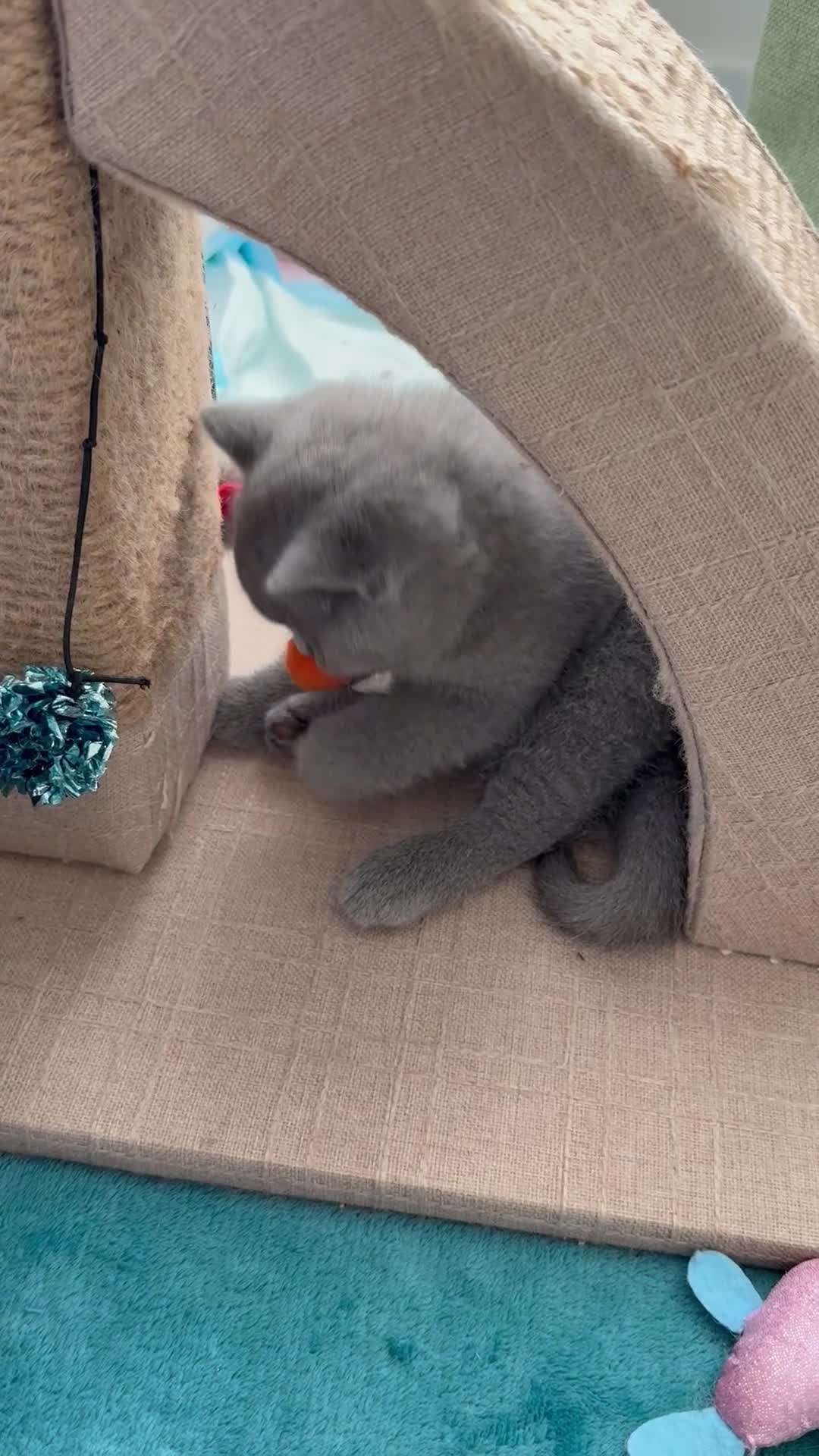 British Shorthair cats for sale: BRITISH SHORTHAIR &LONGHAIR - Full Pedigree - Video 3
