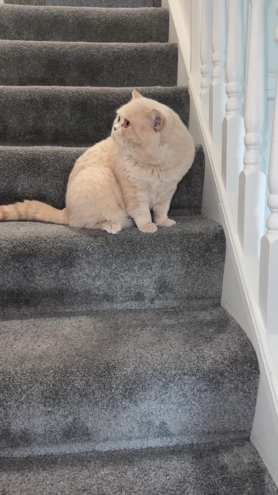 British Shorthair cats for stud: BEAUTIFUL round face stud  - Video 1