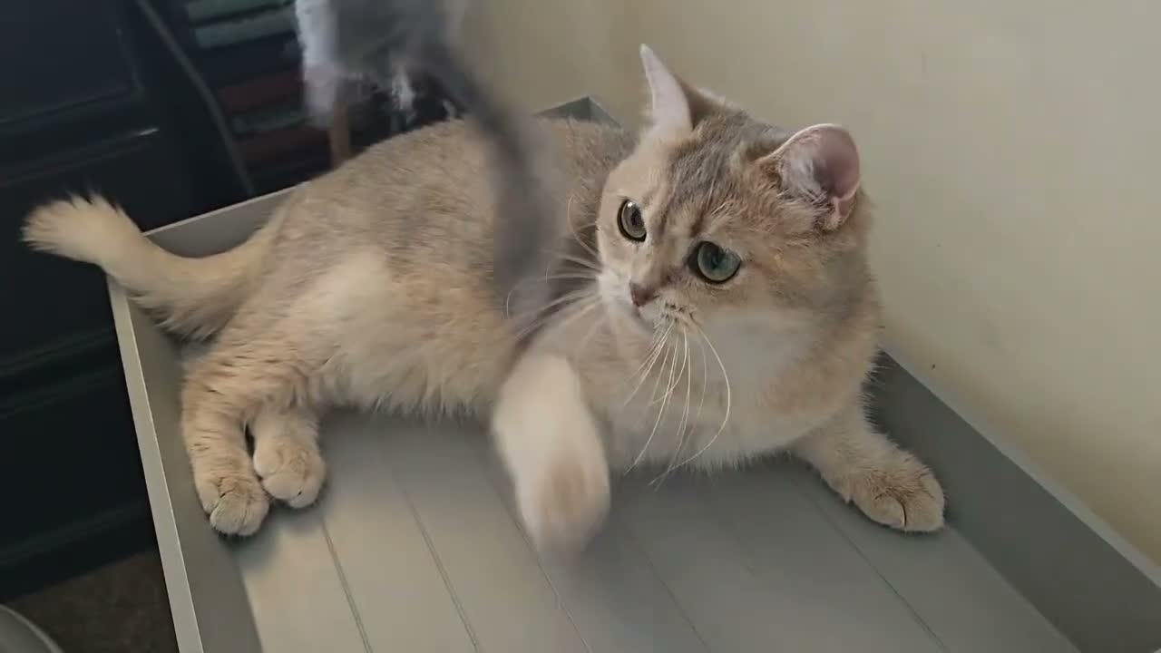 British Shorthair cats for sale: TICA Black Golden Shaded/Bicolor BSH Girl💚 - Video 2