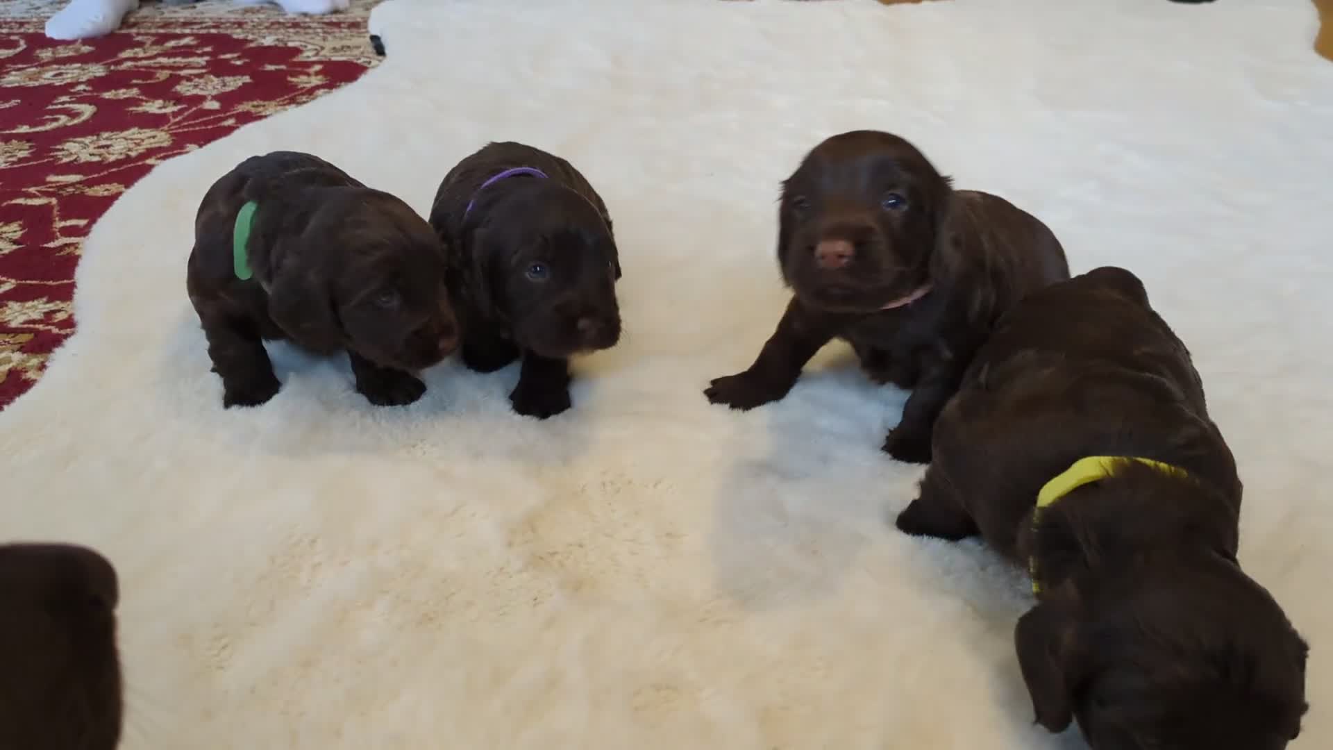 Cockapoo dogs for sale: F1 Cockapoo Chocolate Puppies - Video 2