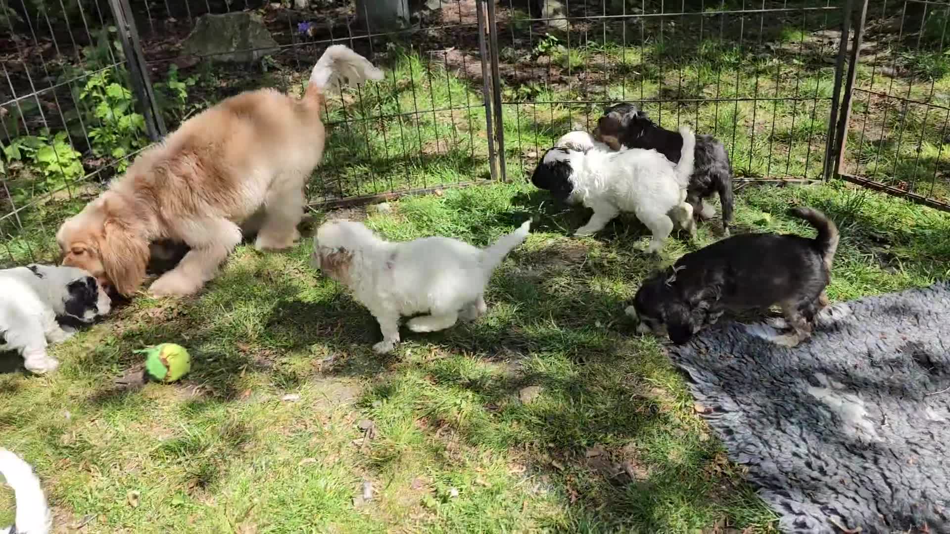 Cockapoo dogs for sale: Amazing Roan and Tri Colored F1 Cockapoos - Video 1