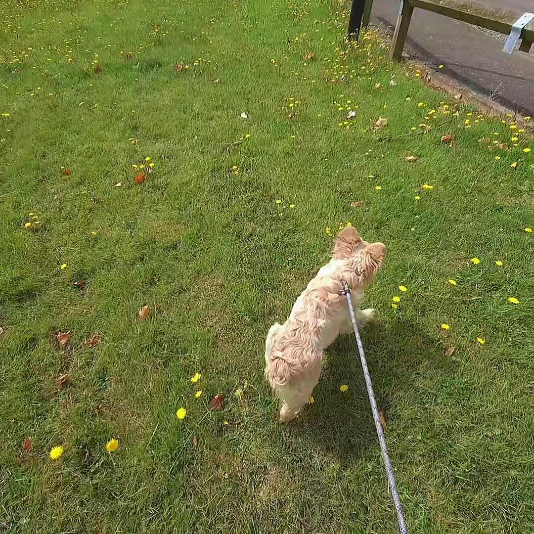 French Bulldog dogs for stud: ✨ Elite Fluffy Merle Husky Stud Available ✨ - Video 1