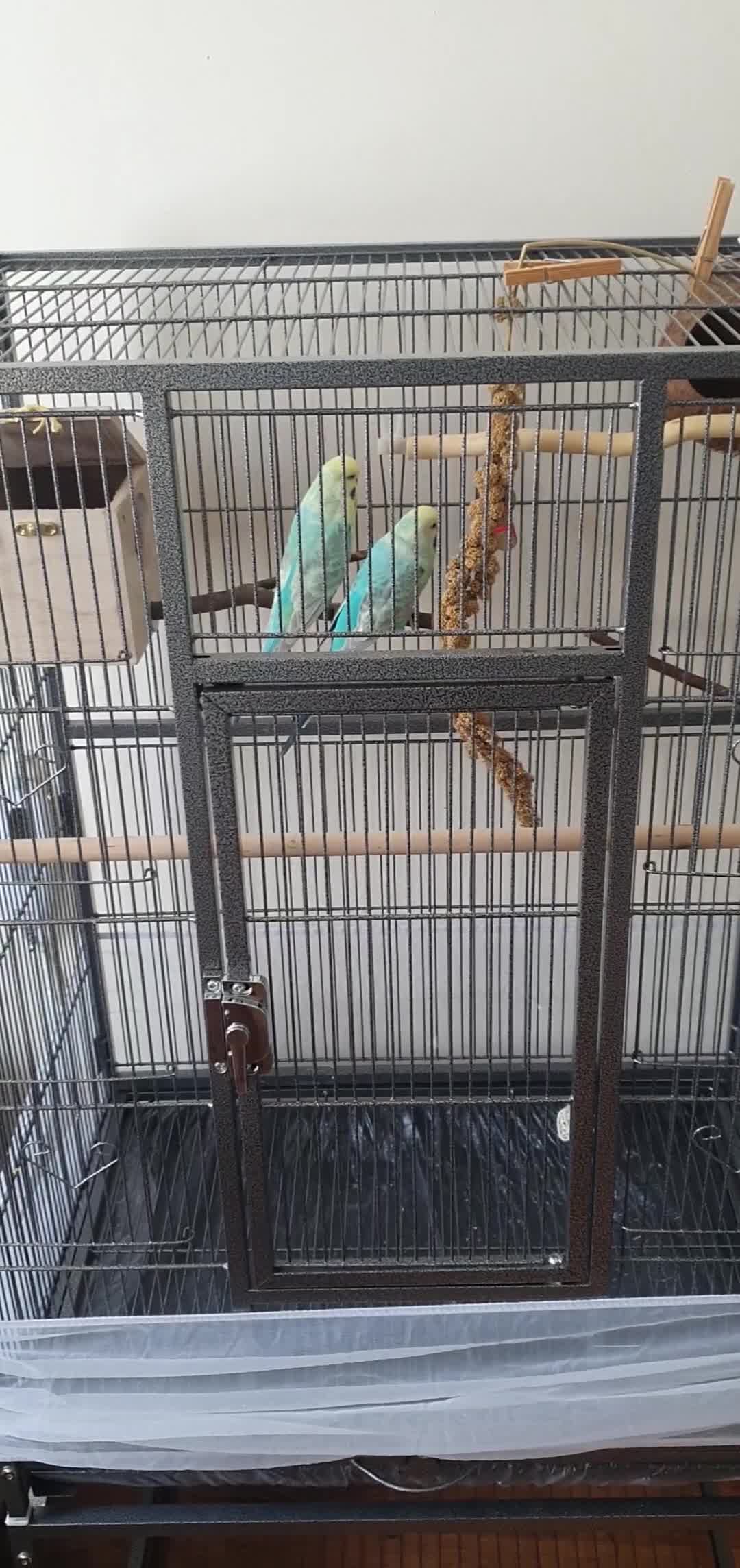 Budgerigars birds for sale: Rainbow Budgies  - Video 1