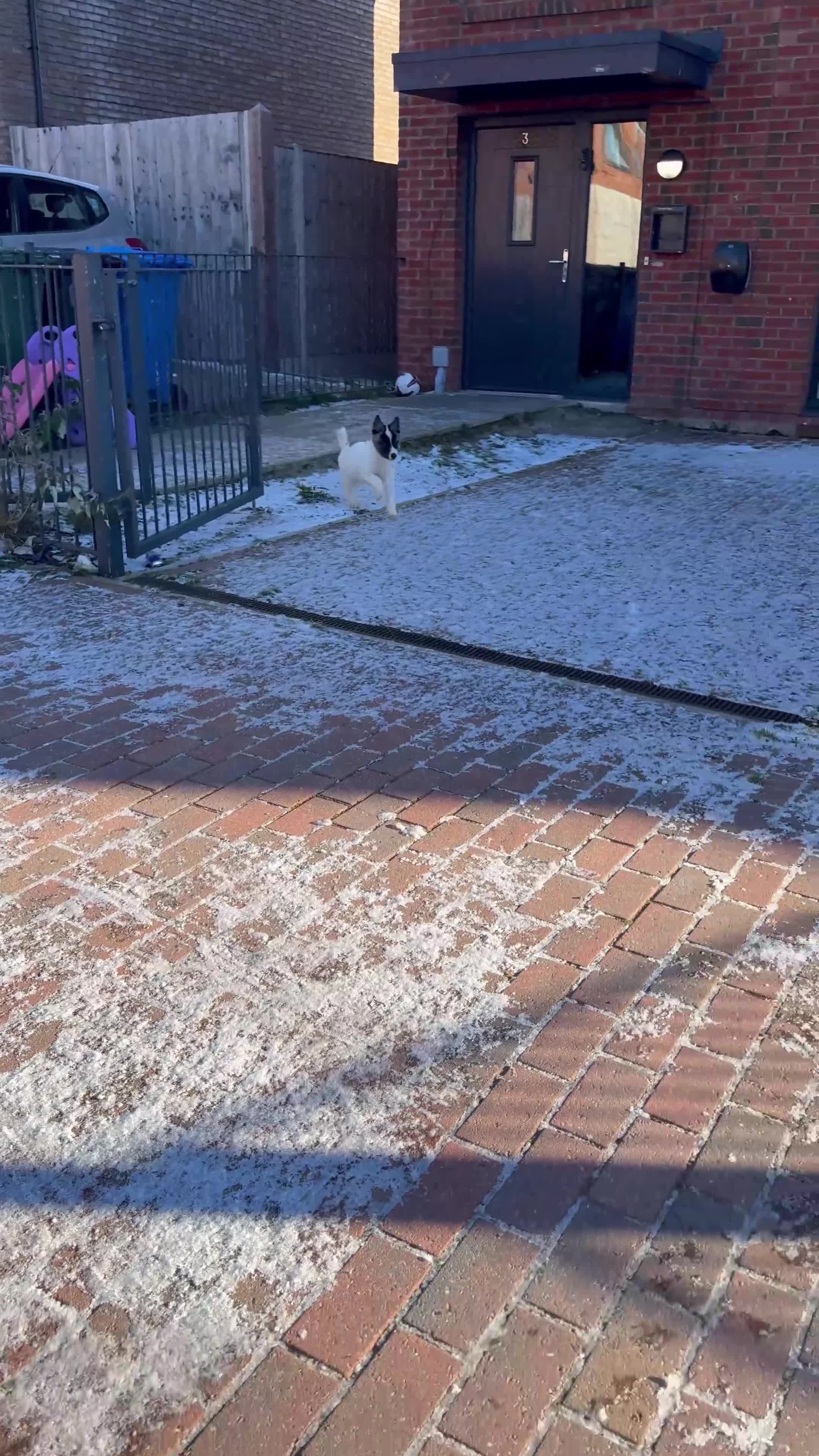 Akita dogs for sale: Quality Family Raised American Akita Puppies - Video 3