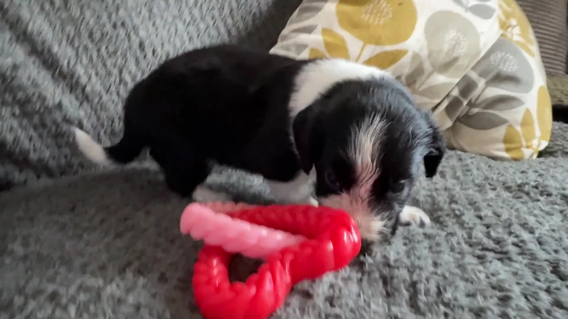 Mixed Breed dogs for sale: 🐾🐶10 stunning Cocker collies🐶🐾 in Morpeth - Video 2