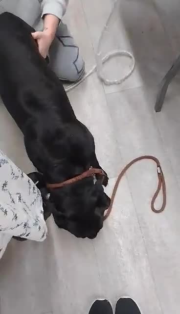 Labrador Retriever dogs for sale: Planned litter of Labrador retrievers due 28th - Video 2