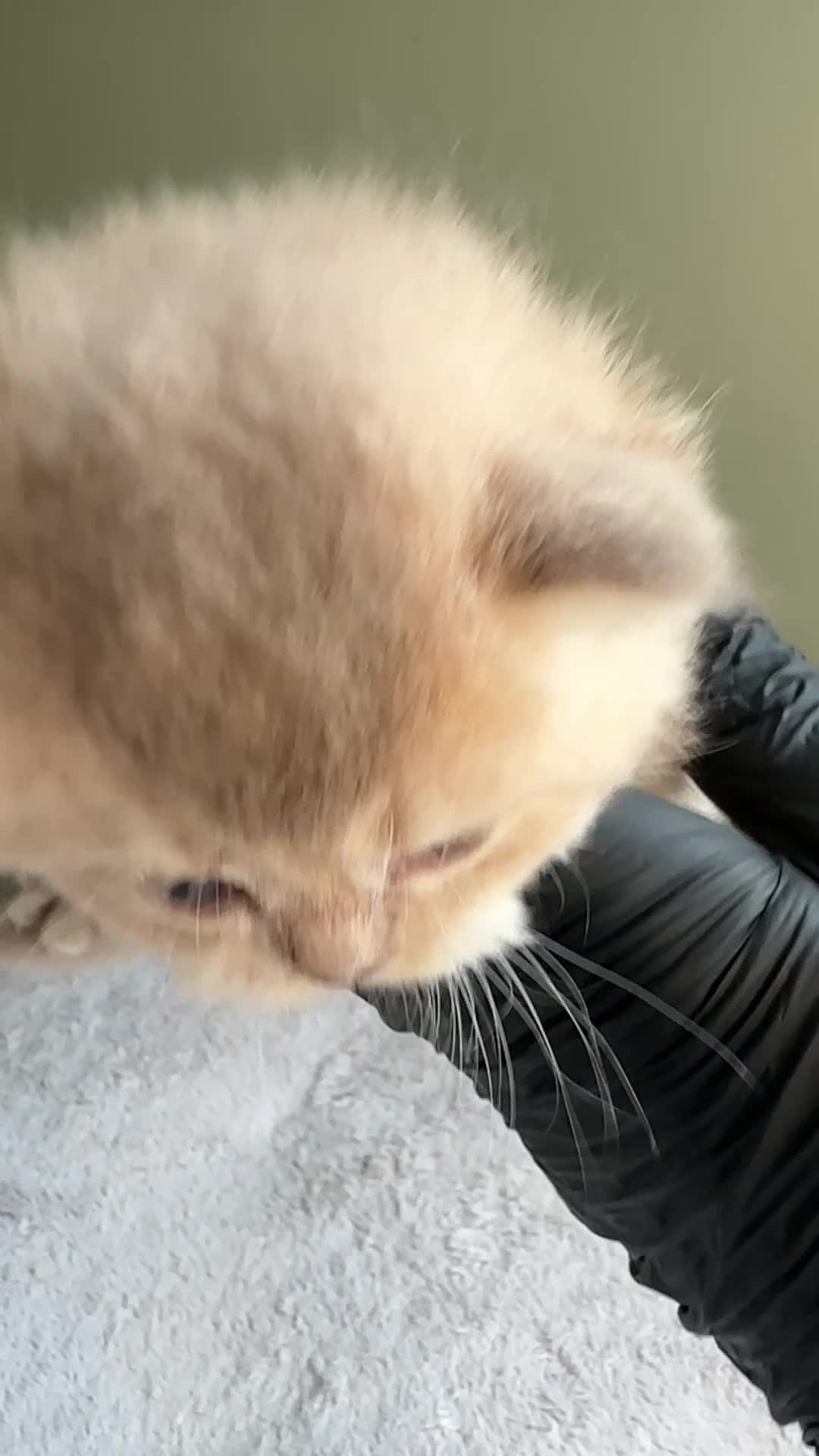 British Shorthair cats for sale: Fawn, blue & chocolate golden BSH Great structure! - Video 5