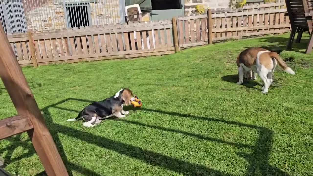 Beagle dogs for sale: Stunning Male Blanket Tri Beagle Puppy - Ready Now - Video 1
