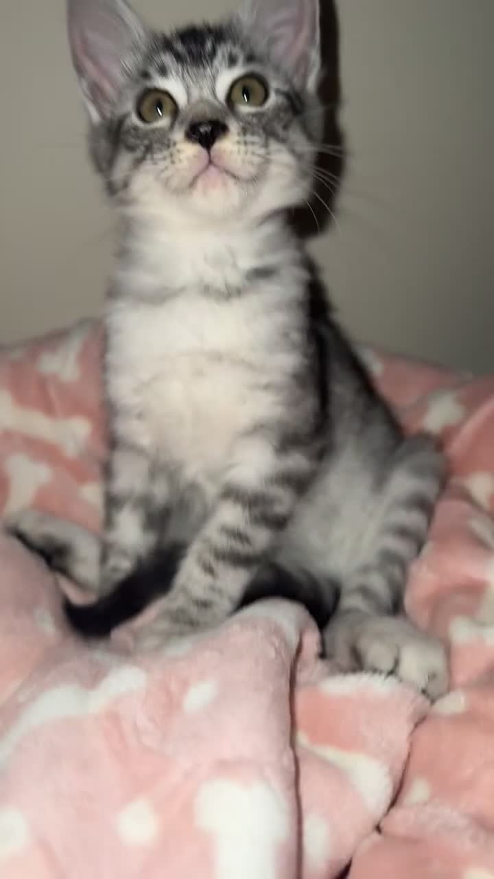 Maine Coon cats for sale: Bengal x Maine Coon kitten - Video 1