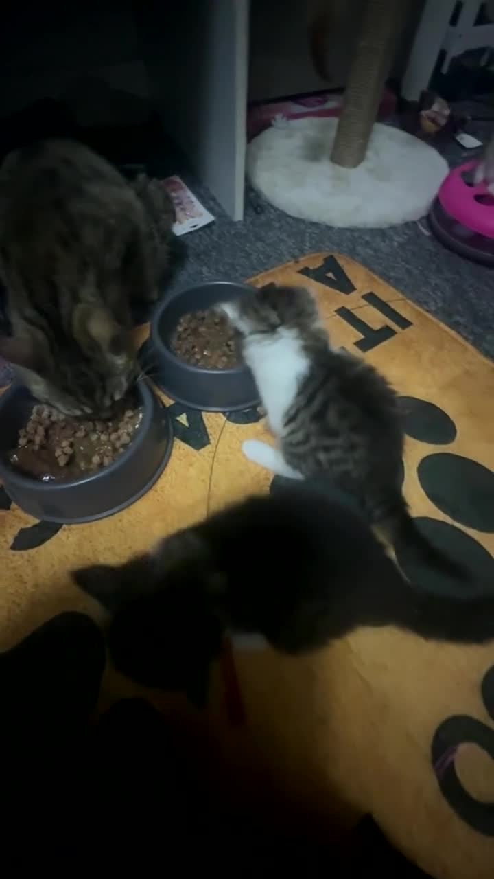 British Longhair cats for sale: Baby fluffy kittens 2 boys 2 girls  - Video 2