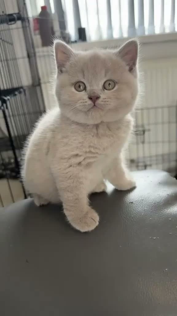 British Shorthair cats for sale: 100% PURE champion bsh kitten  - Video 2