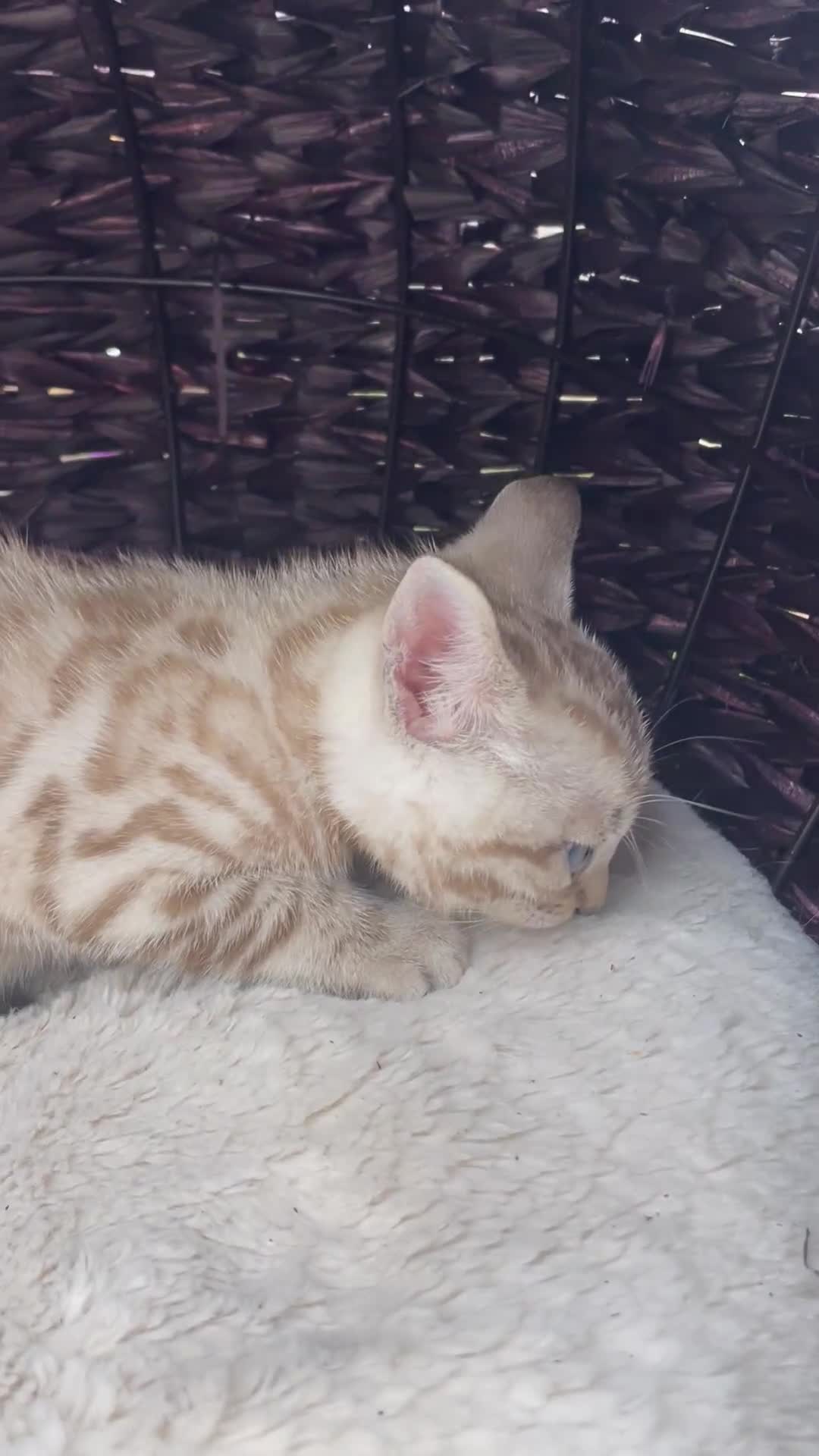 Bengal cats for sale: 3 Pure Bengals left  - Video 1