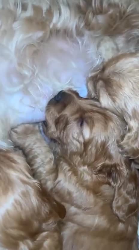 Cockapoo dogs for sale: Adorable Cockapoo Puppies  - Video 5