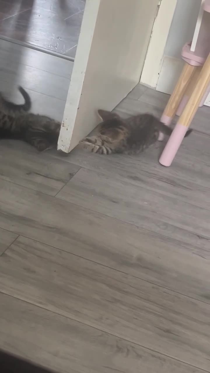 British Shorthair cats for sale: 2 tabby British shorthair kittens - Video 2