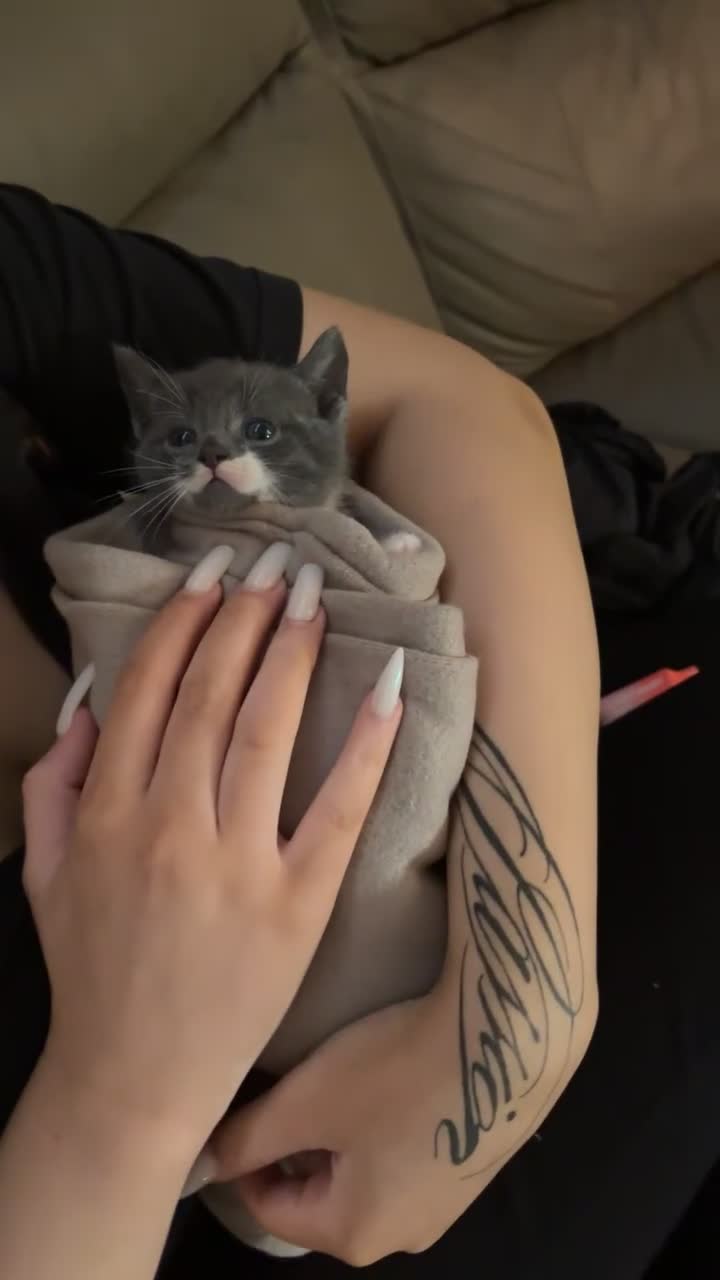 British Shorthair cats for sale: Pickles 🥒 Little BSH X boy - Video 1