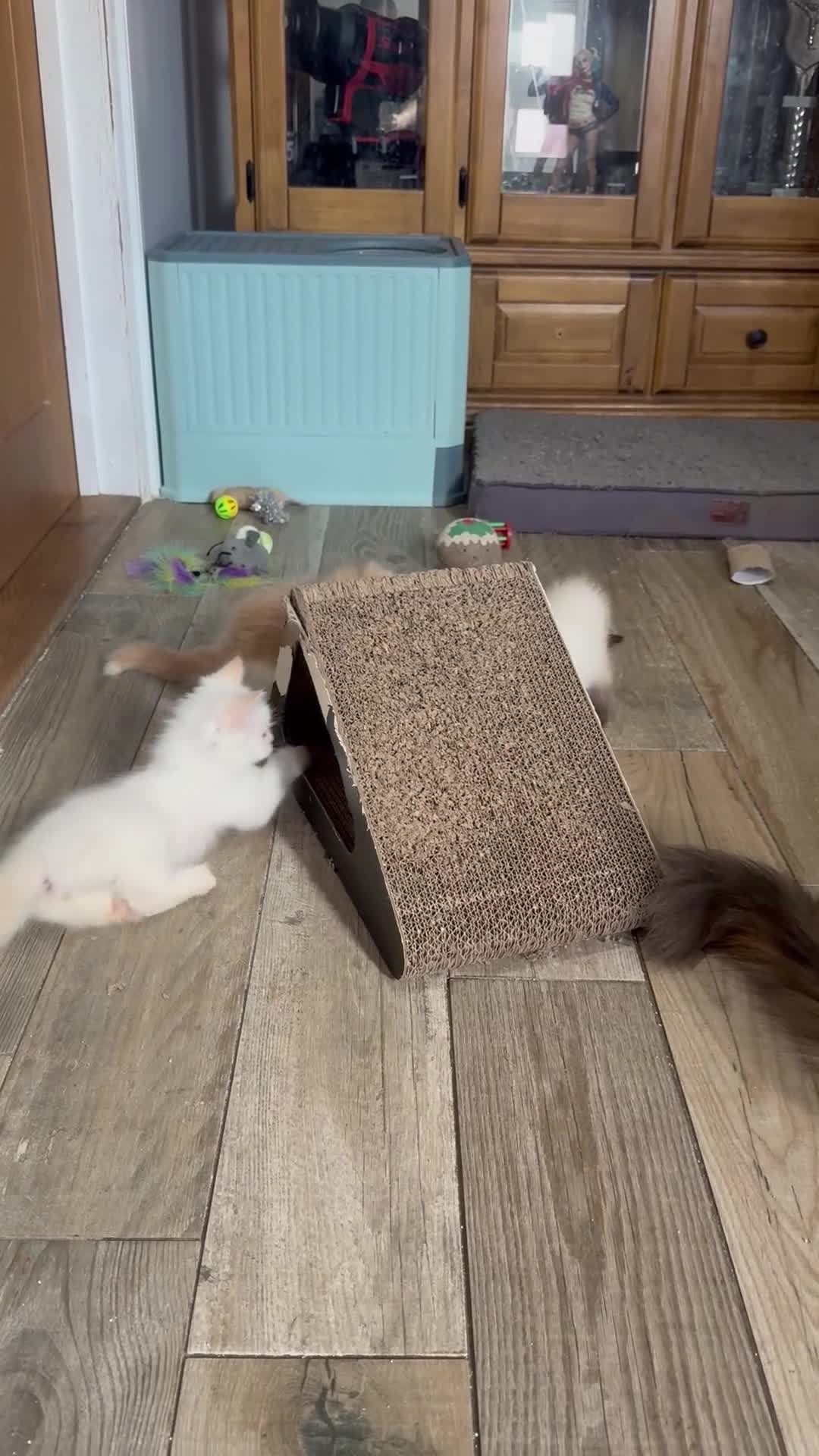 Mixed Breed cats for sale: Persian cross Ragdoll kittens real stunners - Video 1