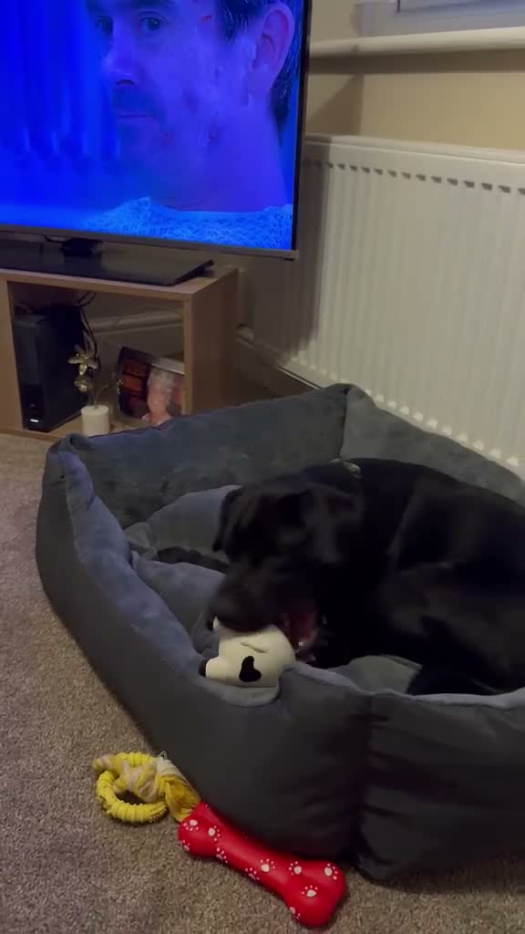 Mixed Breed dogs for adoption: 💙Tommy💙-20 months old, small/lower-medium boy - Video 1