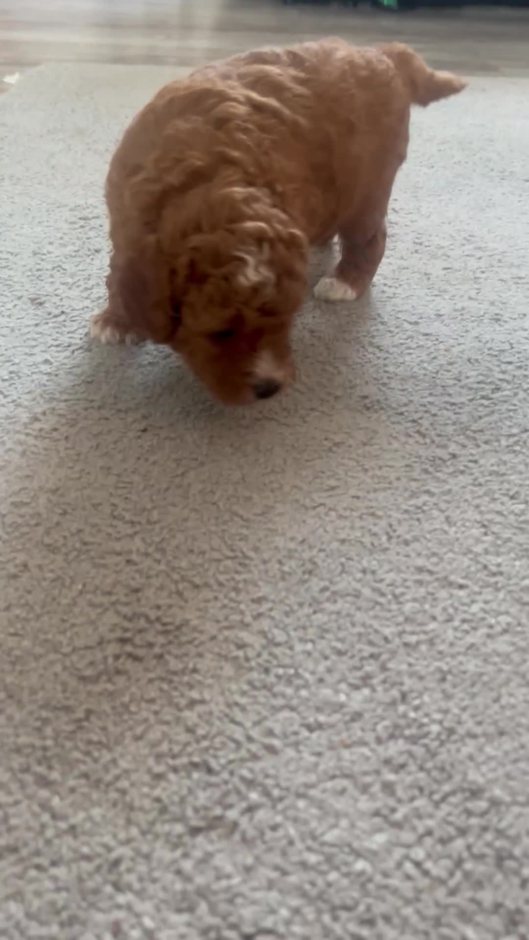 Cavapoo dogs for sale:  cavapoos f1b toy!!!  - Video 3