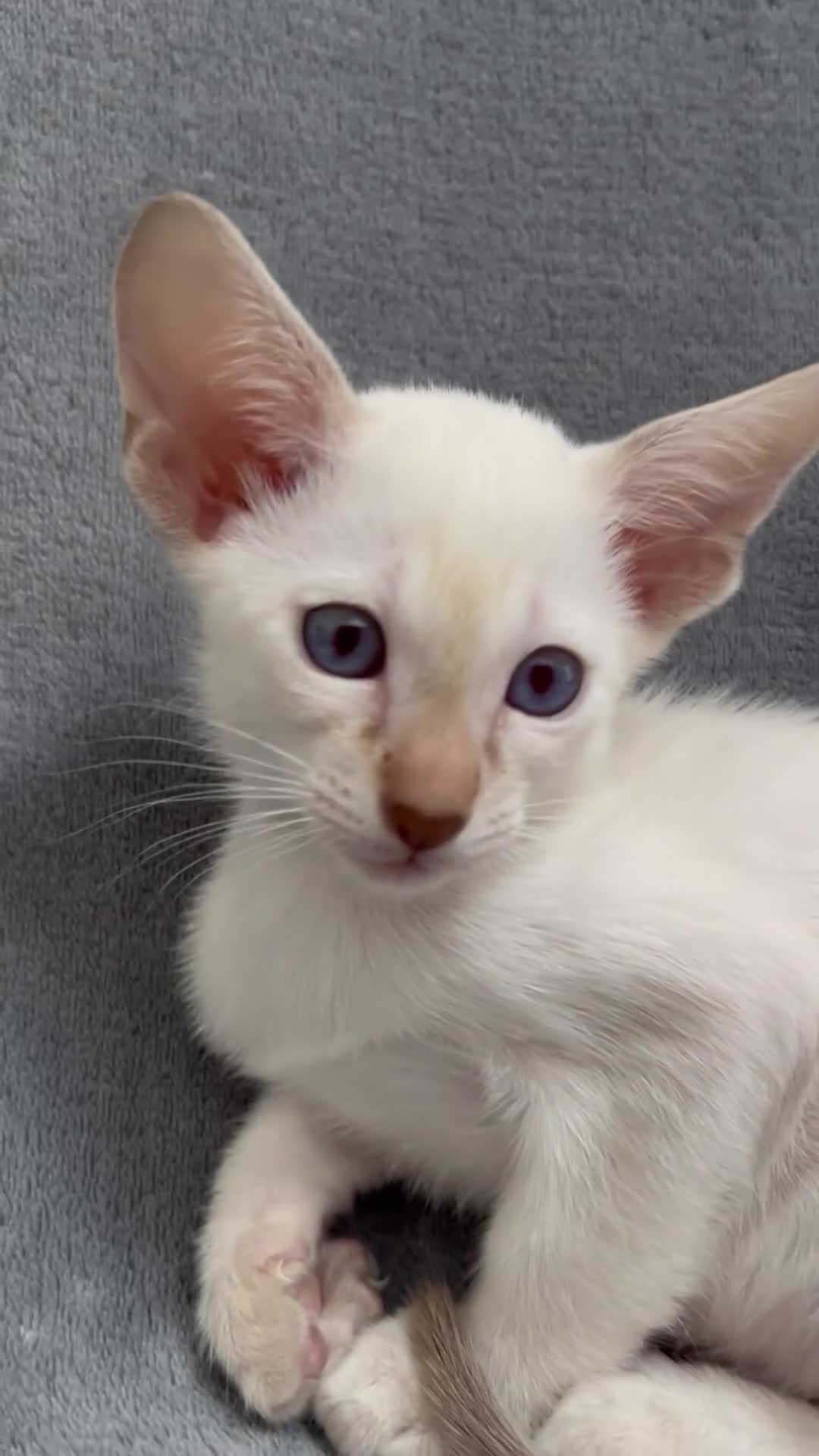 Siamese cats for sale: Siamese Oriental kittens superb pedigree GCCF  - Video 1