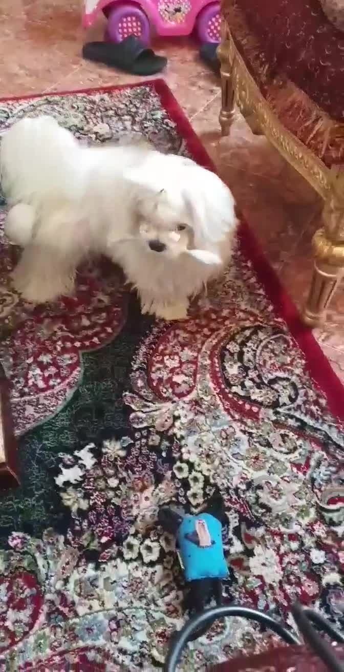 Maltipoo dogs for sale: 2 Maltipoo Girls Ready to Go in Dagenham - Video 1