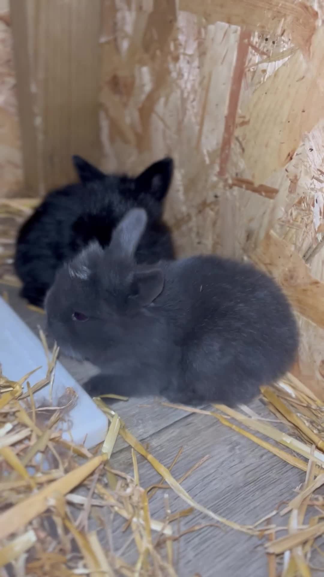 Mini Lion Lop rabbits for sale:  Beautiful Mini Lion Lop Bunnies  - Video 1
