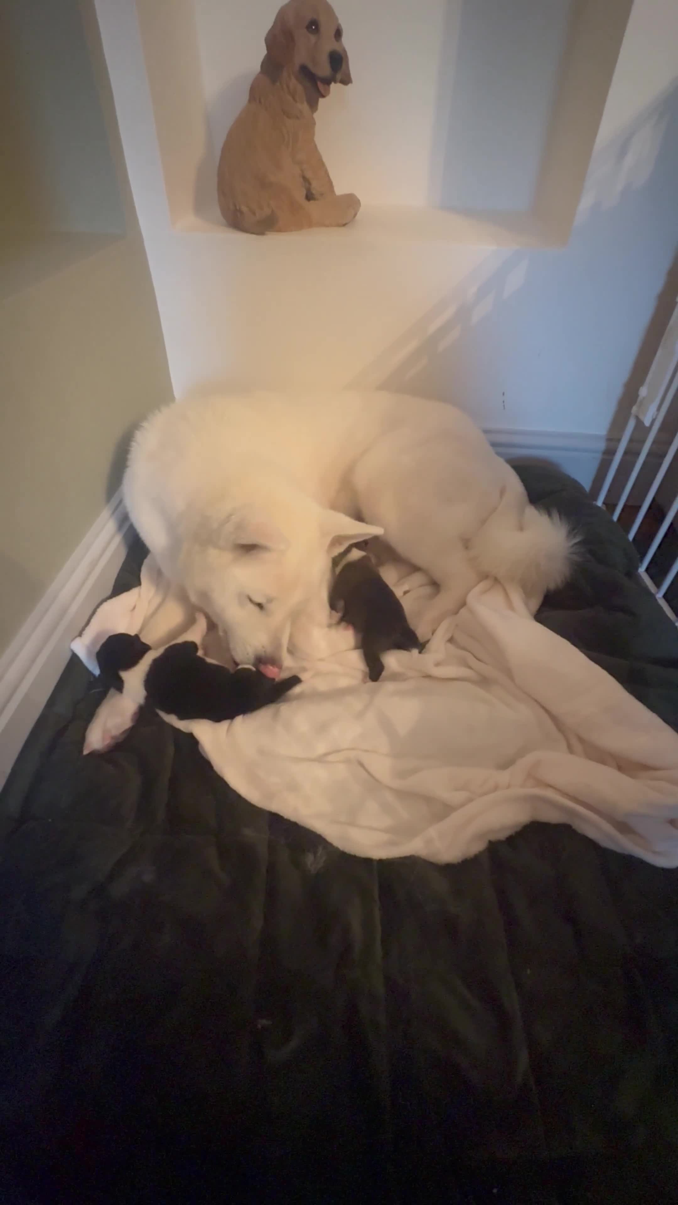 Akita dogs for sale: 2 Akita puppies 1 female 1 male  - Video 4