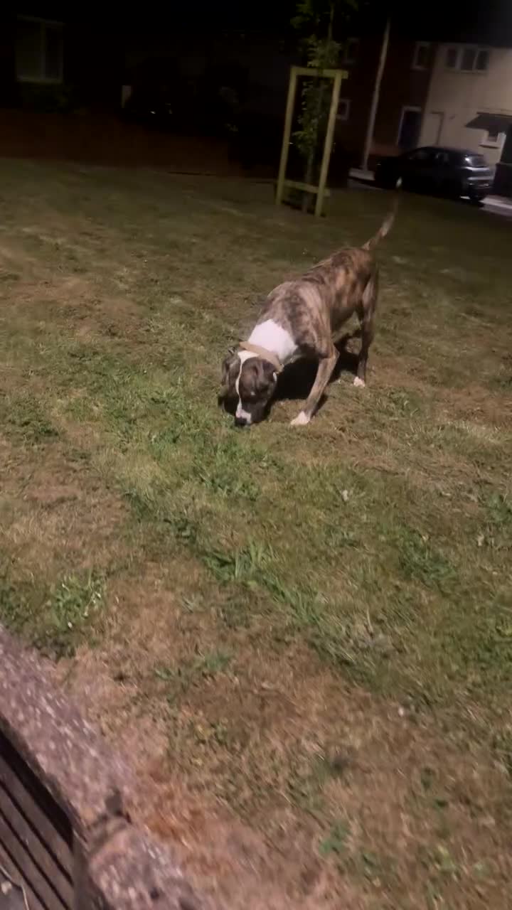 American Bulldog dogs for sale: American bulldog in Liverpool - Video 1