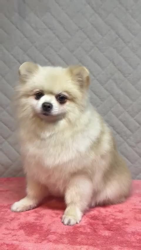 Pomeranian dogs for adoption: Teddy: The Little Heart That Refused to Break - Video 1