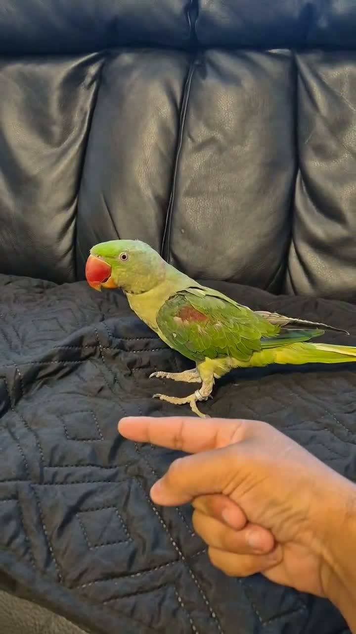 Ringnecks birds for sale: Alexandrian talking parrot, fully hand-tamed. in Walsall - Video 3