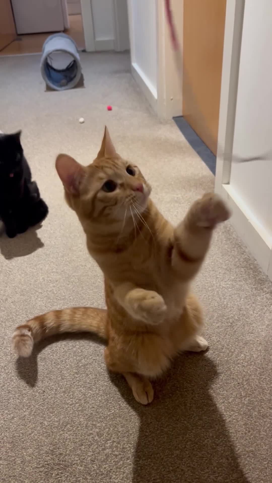 Mixed Breed cats for sale: 1year old - Boy and Girl  - Video 1