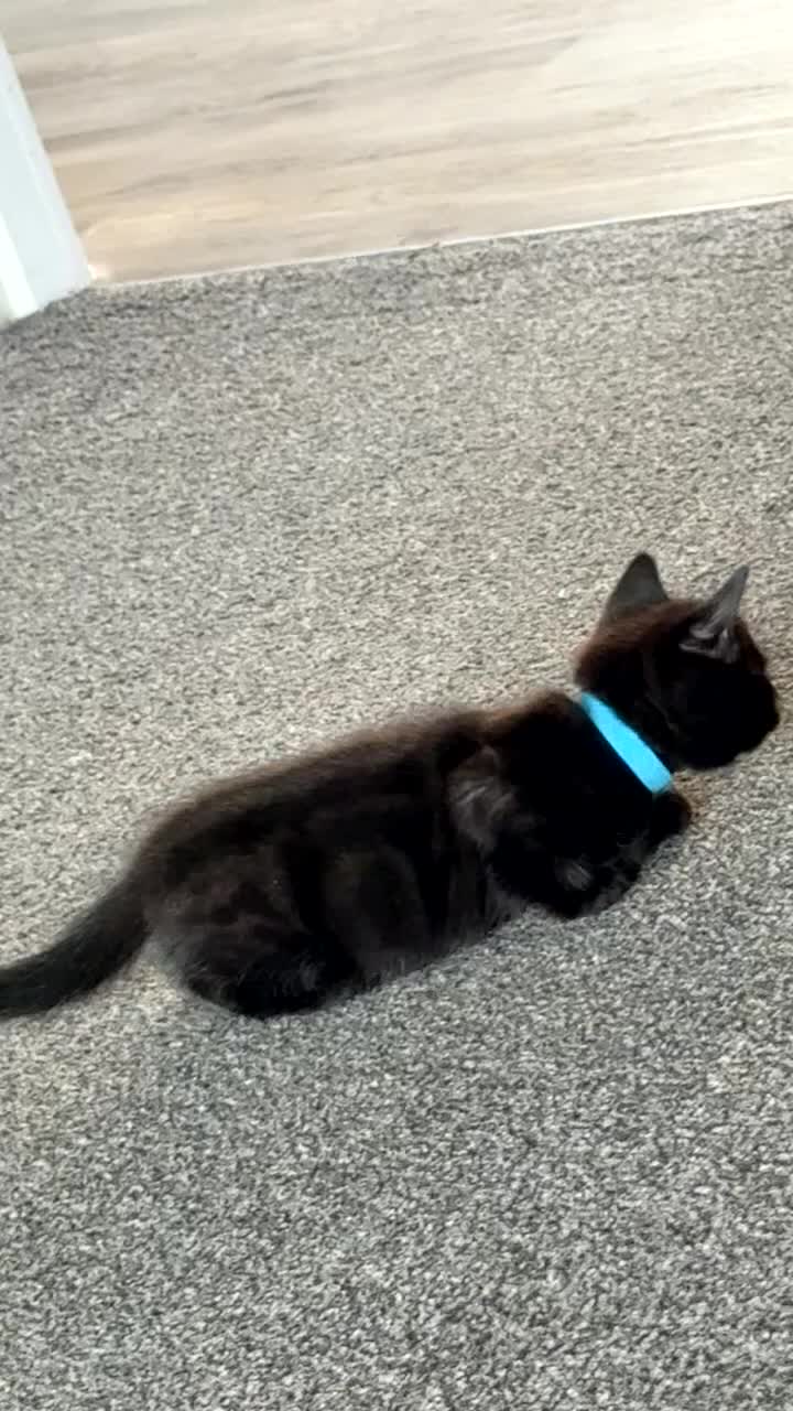 Mixed Breed cats for sale: Siamese X Longhaired Tabbys - Video 3