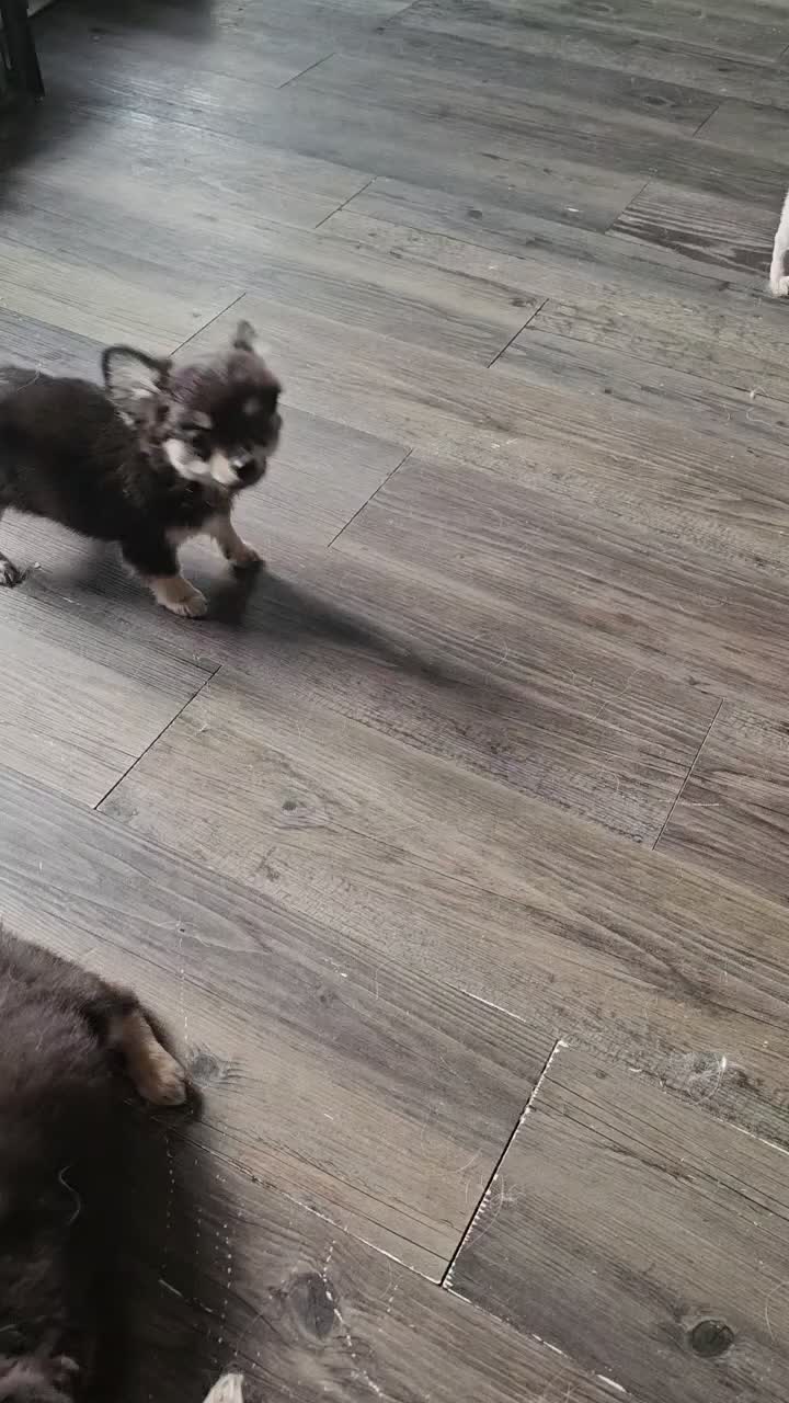 Chihuahua dogs for sale: **Ready Now ** Chihuahua Puppies ️ KC Registered  in Bristol - Video 1