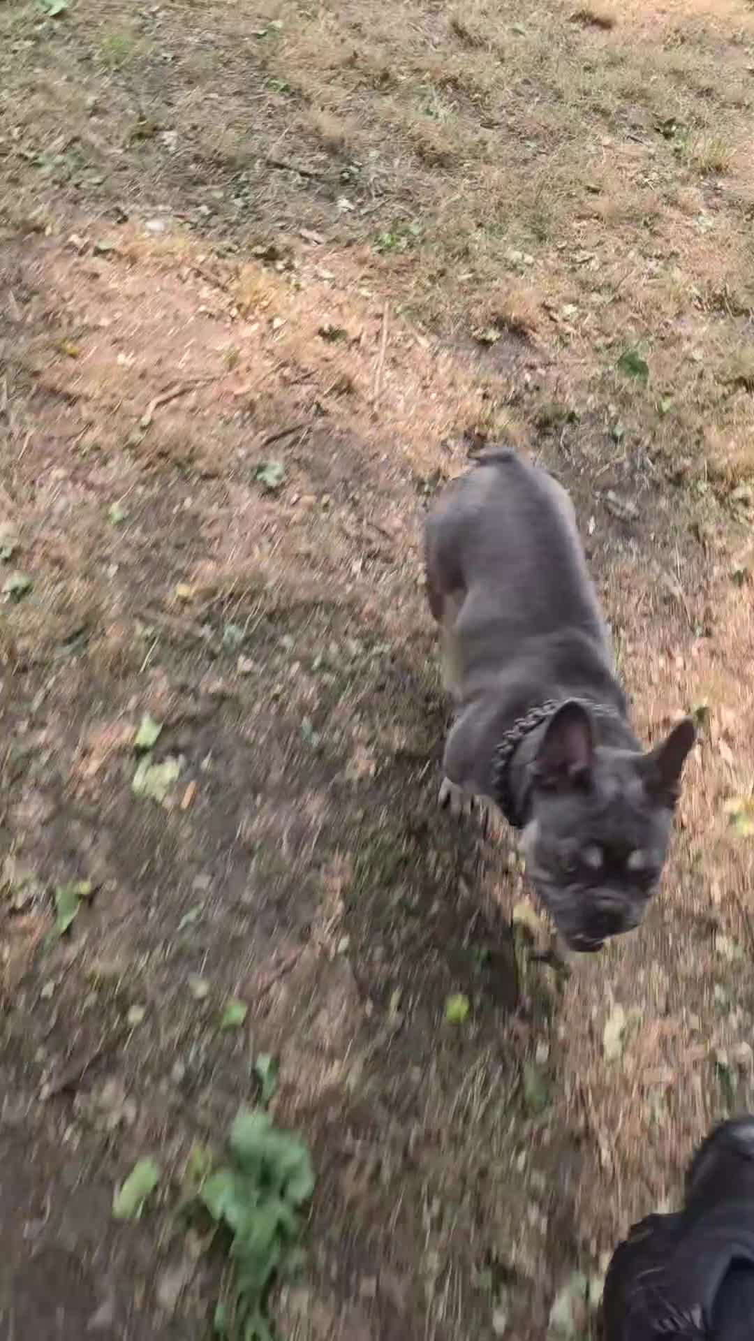 French Bulldog dogs for sale: bryce in Tipton - Video 1