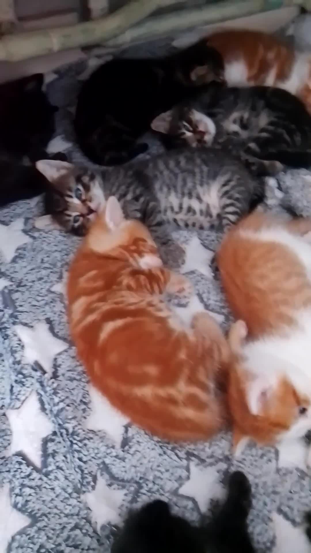 British Longhair cats for sale: British longhair kittens  in Gillingham - Video 1