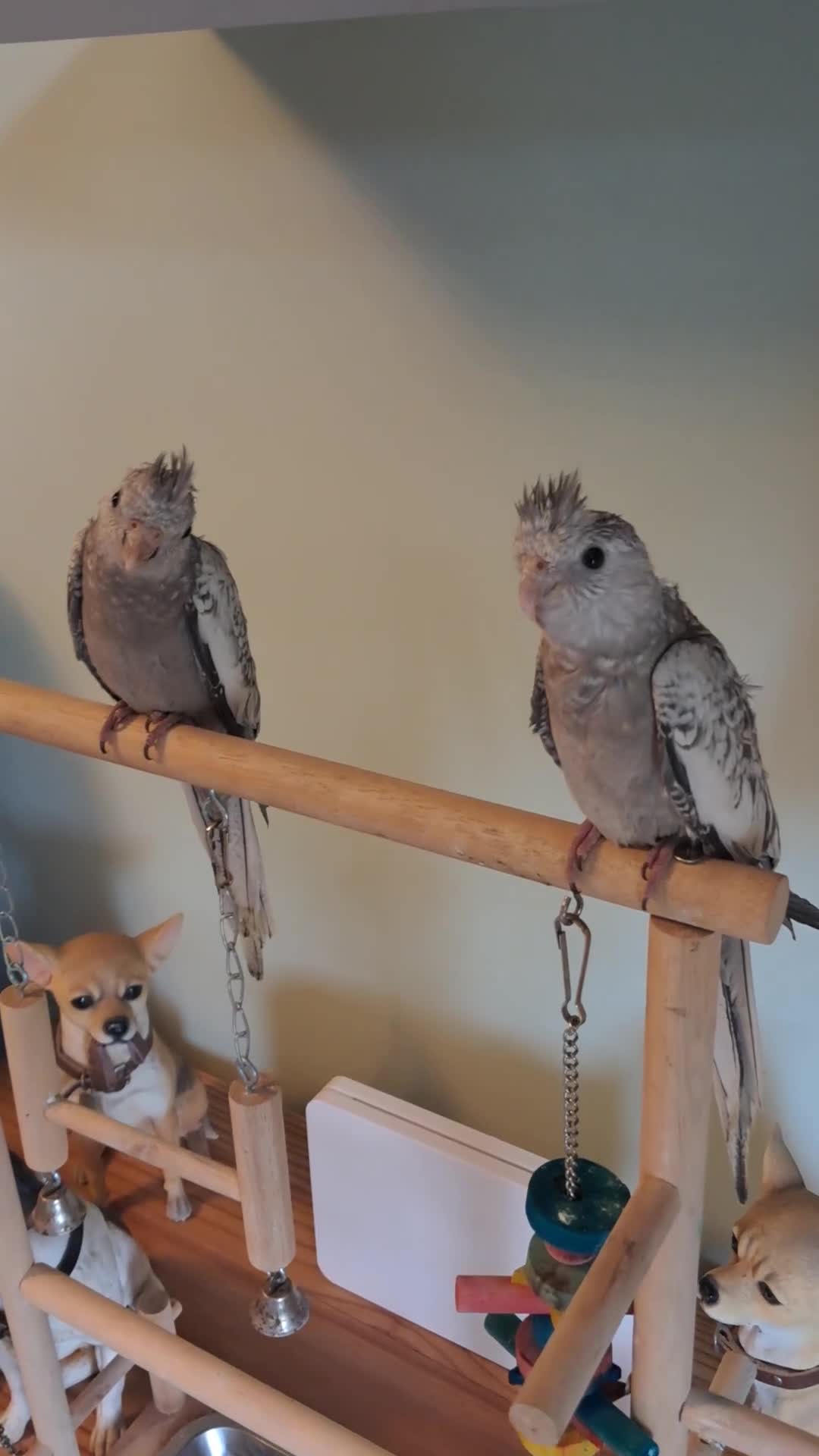 Cockatiels birds for sale: Hand reared baby cocktails very tame lovely birds  - Video 1