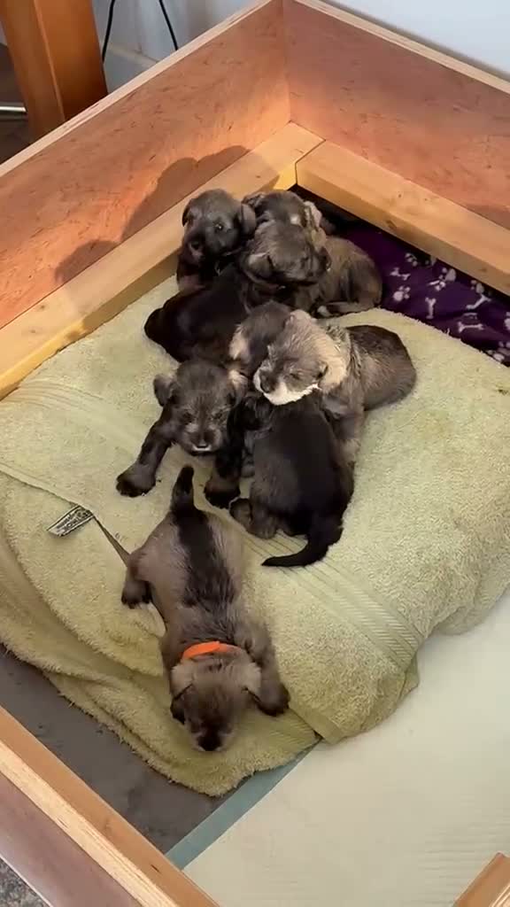 Miniature Schnauzer dogs for sale: Beautiful Mini' Schnau' Puppies in Perth - Video 3