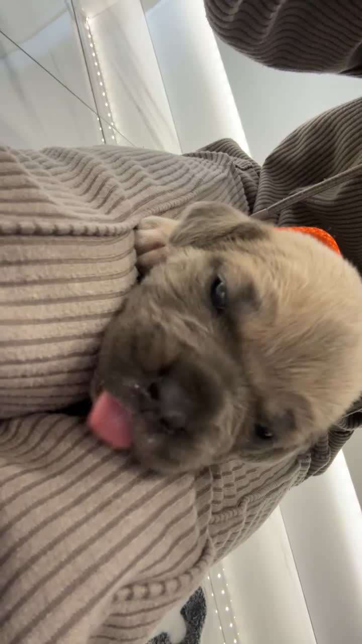 Cane Corso dogs for sale: Cane Corso Puppies 🐶  - Video 2