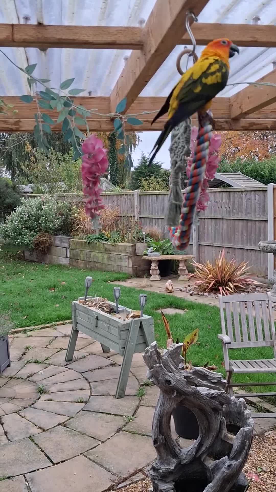 Conures birds for sale: Free Flying Sun Conure - Video 2