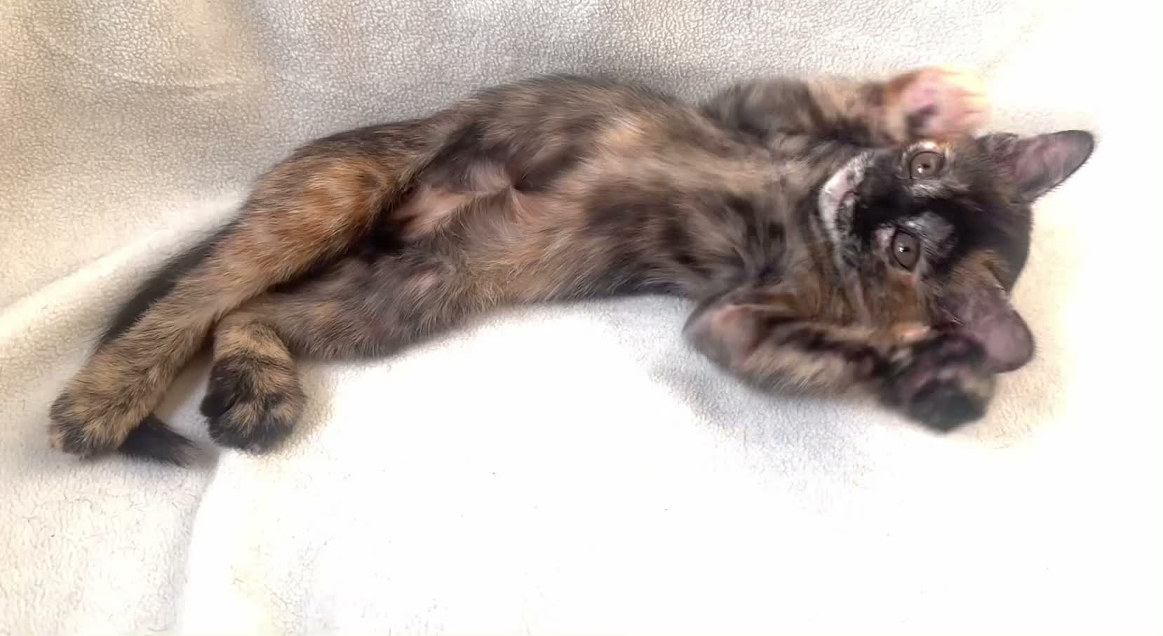 Burmese cats for sale: Cuddly Cream boy & Two beautiful Black Torties - Video 3