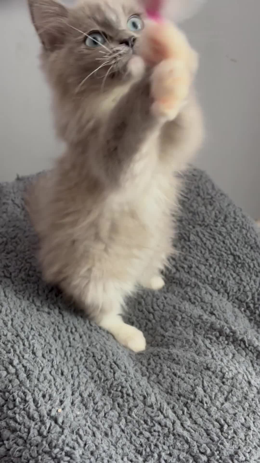 Ragdoll cats for sale: Blue sepia TICA ragdoll male  - Video 1