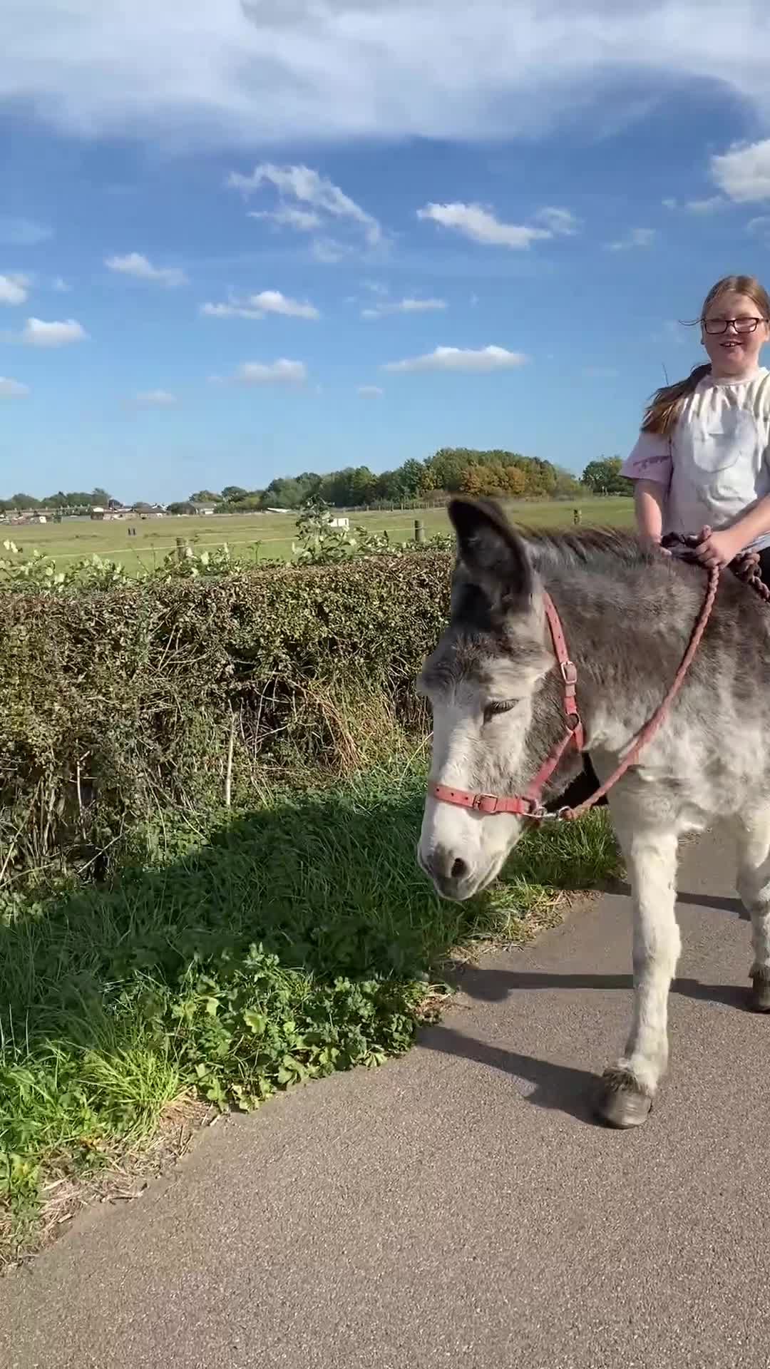 Donkey livestock for sale: Dolly and Moose, lovely Jenny donkeys - Video 1