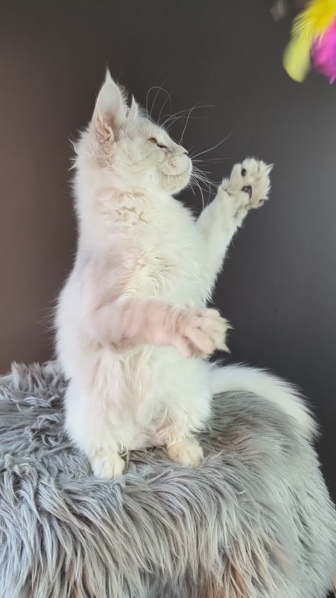 Maine Coon cats for sale: Sora absolutely stunning shaded girl  - Video 1