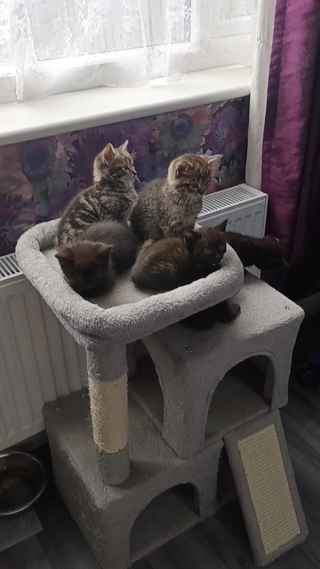 British Shorthair cats for sale: British shorthair/black ghost tabbys - Video 1